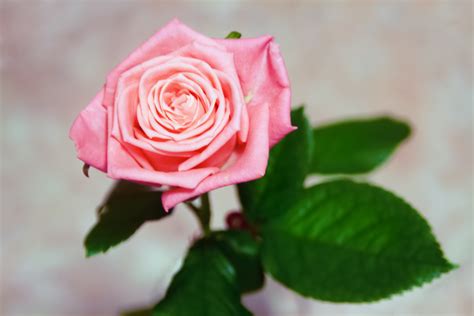 Free Photo Pink Rose Bloom Bspo07 Flower Free Download Jooinn