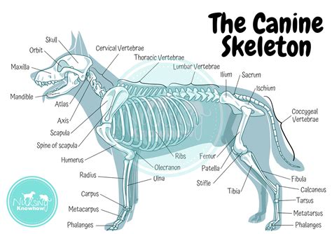 The Canine Skeleton Digital Download Nursing Knowhow