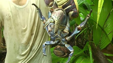 Catching Giant Coconut Crab Alive Youtube