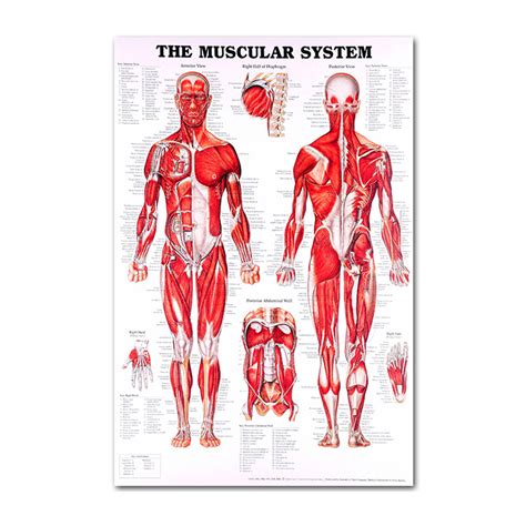 Anatomical Poster Set Laminated Muscular Skeletal Digestive