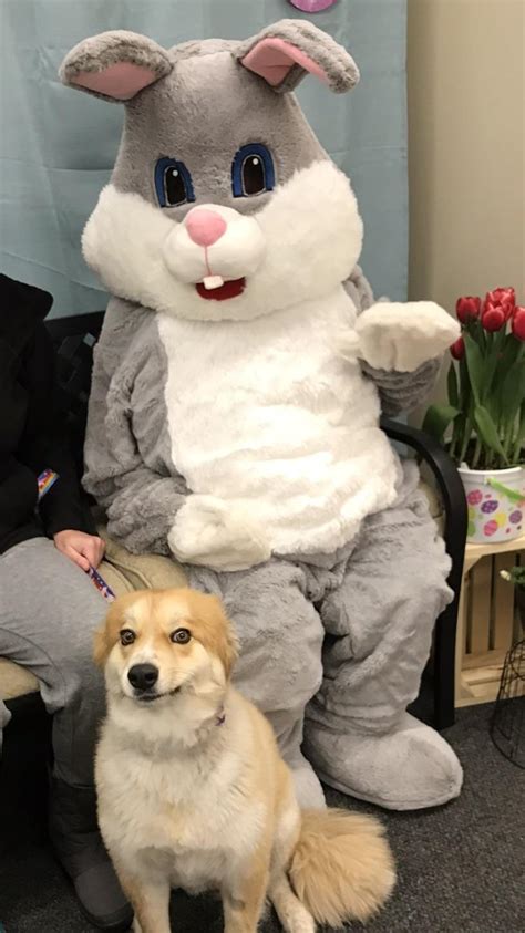 Our Awkward Doggo Meeting The Easter Bunny For The First Time Raww