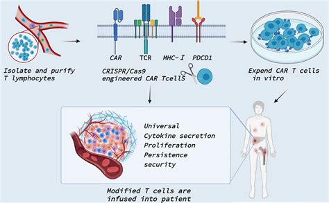 Frontiers Effect Of Crispr Cas Edited Pd Pd L On Tumor Immunity