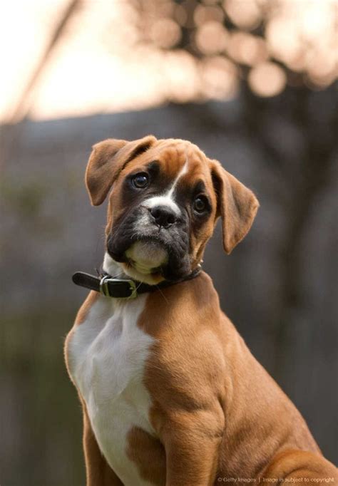 Life And Relationships Child Friendly Dogs Boxer Puppies