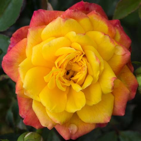 Cottage Farms Direct Roses 2 Piece Rainbow Sunblaze Mini Rose
