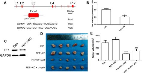 Crisprcas9 Mediated Gene Targeting Of Tet1 Schematic Representation