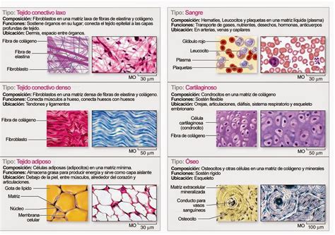 Biología Tipos de tejidos