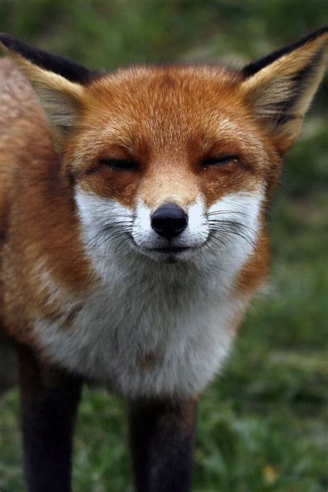 Red Fox Smiling Fox Cute Animals Animals Beautiful