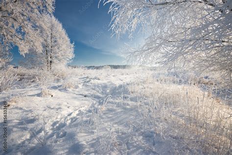 Russian Winter Morning Frosty Winter Landscape With Dazzling White