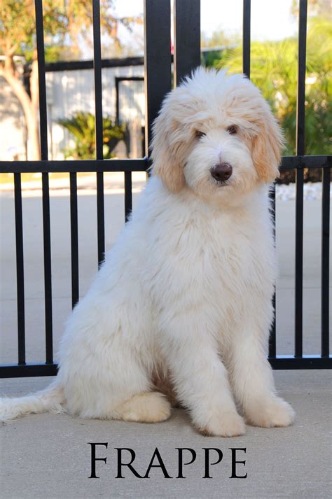 This is the cut most commonly referred to as the 'goldendoodle puppy cut,' and it's Teddy Bear Doodle Haircuts