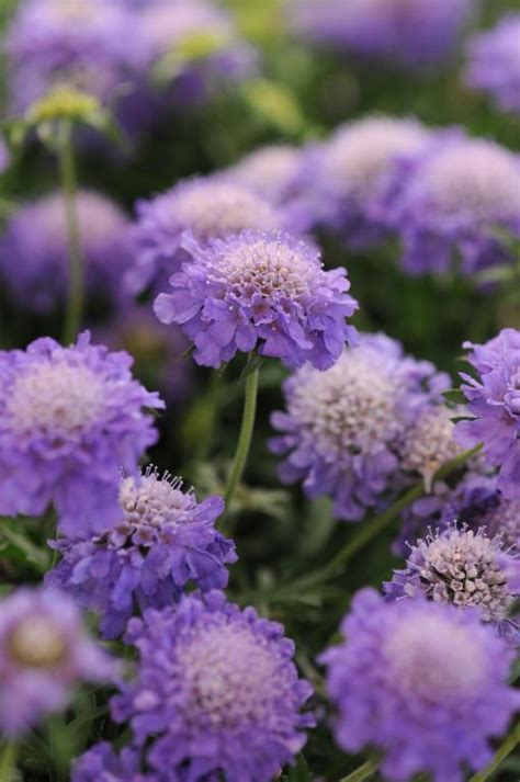 Scabiosa Columbaria Blue Note Seeds £275 From Chiltern Seeds
