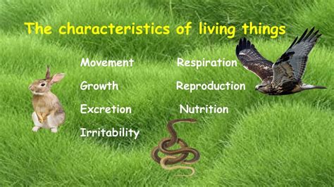 Characteristics Of Living Things With Explanations Youtube