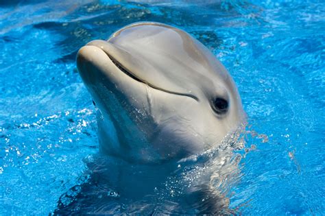 Cute Dolphin Sea Life Pinterest Dolphins Animal Animal And