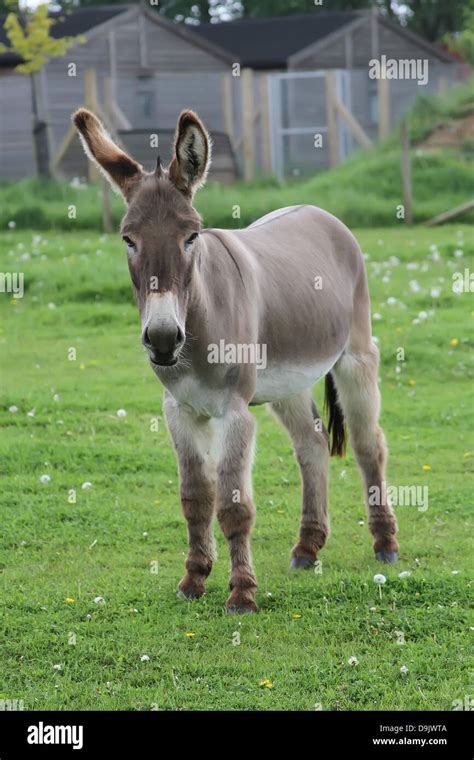 Donkey Looking To Camera Hi Res Stock Photography And Images Alamy