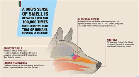 Interesting And Mind Blowing Facts About Dogs Sense Of Smell