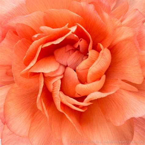 Center Of An Orange Ranunculus New Photo Beautiful Flower Pictures
