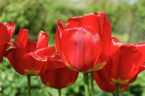 Kostenlose Bild Tulpe Pflanze Fr Hling Blume Garten Flora Bl Te