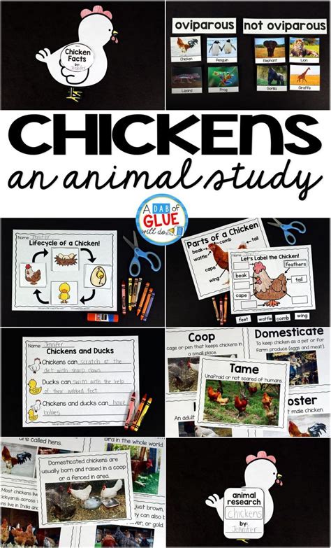 Chickens An Animal Study Science Activities For Toddlers