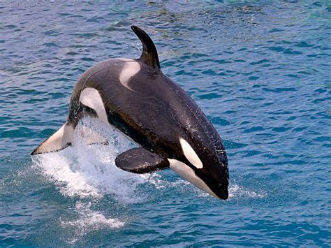 Royalty Free Orca Pictures Images And Stock Photos Istock