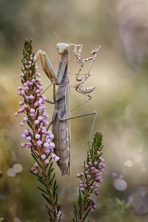 15 Pictures Of Praying Mantises Look Like Zoomed In That Look Like