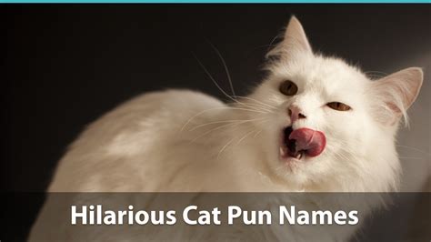 Top 100 Funny Cat Names Historical Puns And Pop Culture
