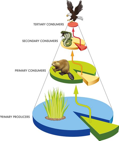 Biology Food Chain Level 2 Activity For Kids Uk