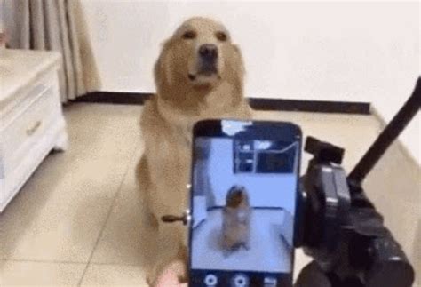 This Dog Is Guaranteed To Make You Smile Funny Dogs Gallery