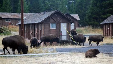 Book with our pet friendly guarantee and get help from our canine concierge! Lake Lodge Cabins: Herd in front of frontier cabins ...