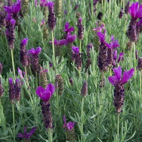 lavandula stoechas javelin forte deep pink lavender evergreen shrubs arboretum garden centre