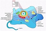 Eukaryote Cells