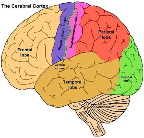 Pictures Of Cerebral Cortexhealthiack