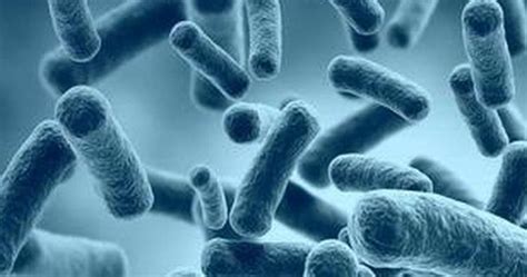 Bakteri Listeria Monocytogenes
