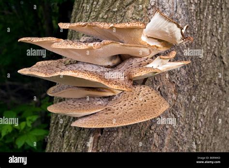 Large Flat Mushrooms Growing On The Side Of A Live Tree Stock Photo Alamy