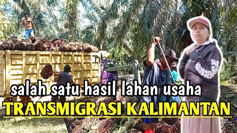 Bukti Transmigrasi Bisa Sukses Panen Sawit Di Lahan Transmigrasi