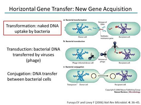 Horizontal Gene Transfer Bacterial Transformation Biology Ap Biology