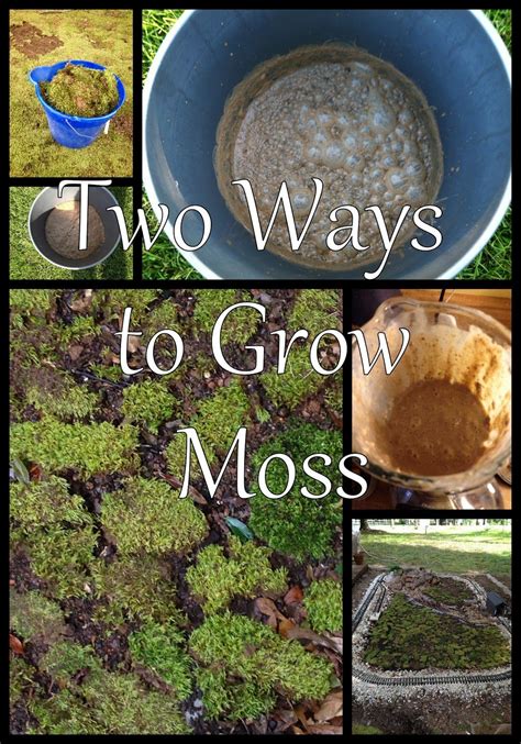 Charlottes Empire How To Grow Moss Moss Garden Growing Moss