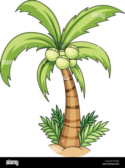 Closeup Single Coconut Tree With Coconuts Stock Vector Image And Art Alamy