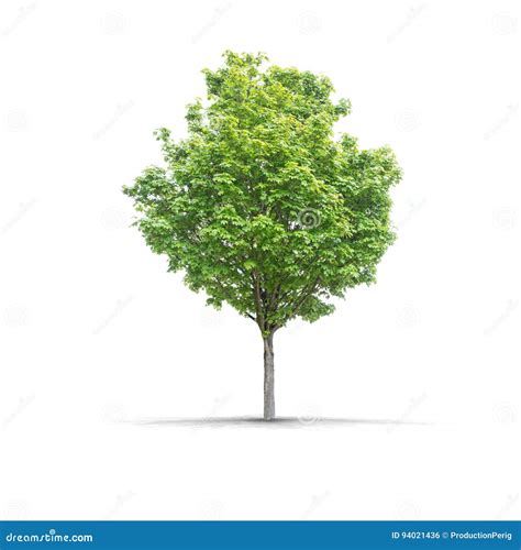 High Definition Tree Isolated On A White Background Stock Photo Image