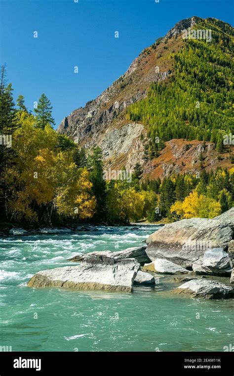 Mountain River Flows Over The Rocks The Rivers Are Altai Nature Is