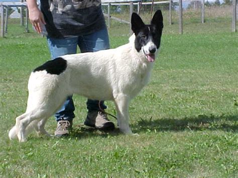 Piebald Gsd K9 Pines Home Of The Blue Brindle Isabella Liver