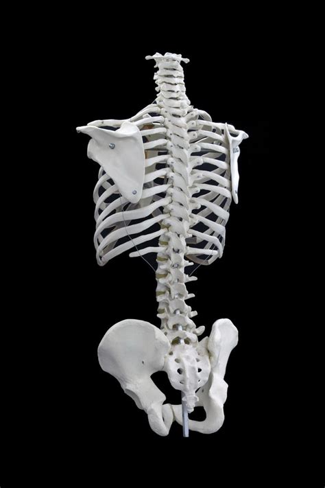 Human Skeleton Torso 3d 360 Human Skeleton Skeleton Drawings