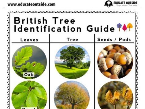 British Tree Identification Guide Teaching Resources Tree Leaf