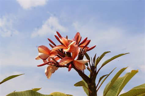 Essence Of Rock Fragrant Plumeria