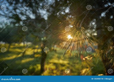 Dawn Sunlight Shines Through Pine Trees Stock Photo Image Of