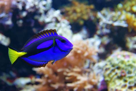 Saltwater Fish Aquatic Treasures