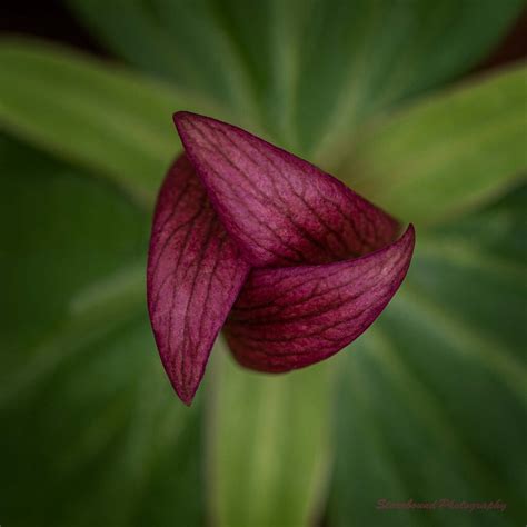 Toadshade Trillium Flora Critiques Nature Photographers Network