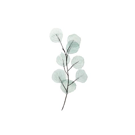 Eucalyptus Branch Framed Mini Art Print By Anis Illustration Vintage