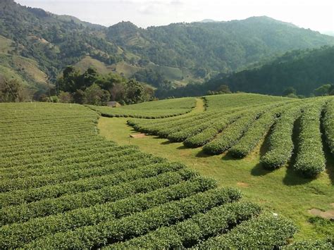 Mae Salong Tea Plantation Chiang Rai Thailand Hilltribe Holidays