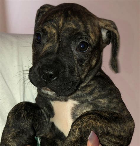 American Pit Bull Terrier Puppies For Sale Clayton Nj 284994