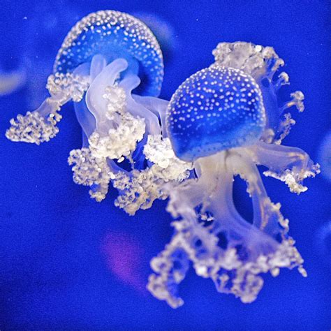 Sea Wasp Jellyfish Hd Wallpapers Top Hd Wallpapers