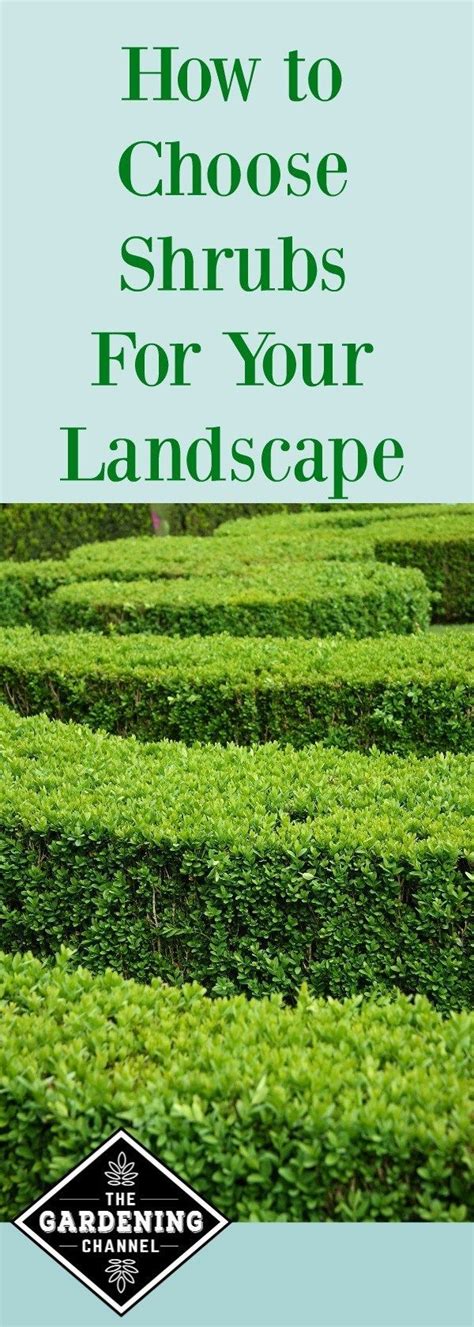 How To Choose Landscaping Shrubs Gardening Channel Landscaping